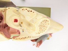 Vtg Somso DS5 Ear Anatomical Model