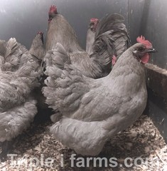 12+ ~ ENGLISH LAVENDER ORPINGTON ~ Fertile Chicken Hatching Eggs *UPS 2 DAY*