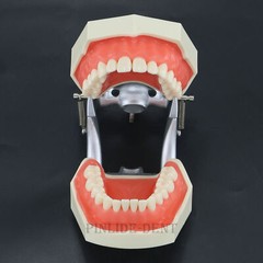 USA Kilgore Nissin 500 Style Dental Teeth Typodont Model 28Pcs Removable Teeth