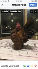 9 + 3 SQ Fresh Serama Hatching Eggs Splash Blue Black Chocolate Mottled! NPIP