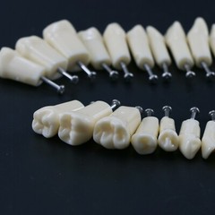Dental Typodont Replacement Screw-in Teeth Model fit Kilgore NISSIN 200/500 Type