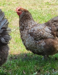 14 Pure English Orpington Hatching Eggs Mauve, SL,Mauve Laced, Choco, Huge Birds