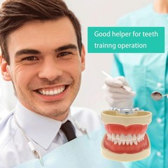 Dental Typodont Teeth Model With Removable Teeth fit Kilgore NISSIN 200/500 Type