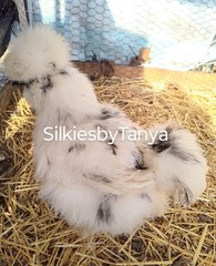6+ Fertile Bantam Silkie Chicken Hatching Eggs. Frizzles/ Satins Possible.