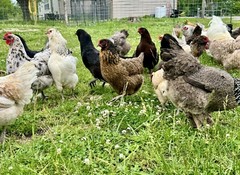 12+ Rainbow Chicken Hatching Assortment Ameraucana, Faverolles, Marans, EE / OE