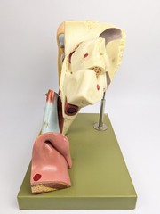 Vtg Somso DS5 Ear Anatomical Model