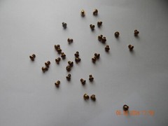 BRASS ROUND HEAD SLOTTED MACHINE SCREWS. 6/32 x 1/4″ 20 PCS. NEW