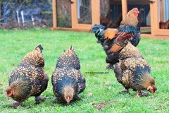 12+ Gold Laced Brahma Fertile Chicken Hatching Eggs Gentle Large Breed