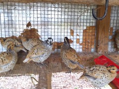 Mexican Speckled Bobwhite Quail Eggs for Sale 20+ Fertility Verified Clean eggs