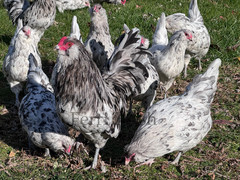 10+ Bantam Splash Ameraucana Fertile Hatching Eggs
