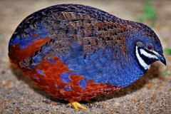 12 Exotic Mystery Pack Button Quail Hatching Eggs Chinese Painted SPECIAL RARE