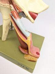 Vtg Somso DS5 Ear Anatomical Model