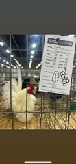 9 + 3 SQ Fresh Serama Hatching Eggs Splash Blue Black Chocolate Mottled! NPIP