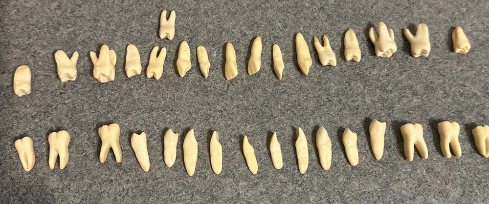 Vintage Dental Numbered 32 Anatomical Teeth Practice Identification Plastic