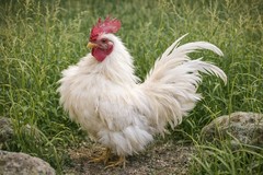 2+1 Micro & Size A & B 100% Pure Serama Hatching Eggs Malaysian And Traditional