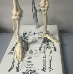 NEW 21 inch Tall Human Skeleton Model Skull Anatomical Model with Stand
