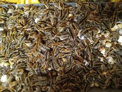 33+ KINGsBROWN XL. JUMBO brown coturnix quail hatching eggs,