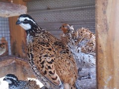 Mexican Speckled Bobwhite Quail Eggs for Sale 20+ Fertility Verified Clean eggs