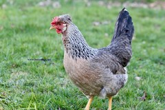 10+ Fertile Homozygous Cream Legbar Chicken Hatching Eggs