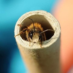 200 Pieces Mason Bee Tubes 6 Inches Outdoor Bee Cardboard Tubes Beekeeper Replac