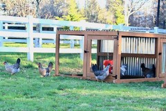 12+ Fertile Homozygous Cream Legbar Chicken Hatching Eggs