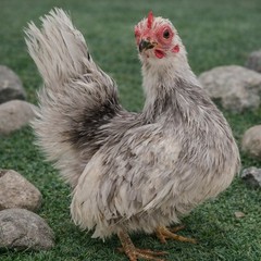 2+1 Micro & Size A & B 100% Pure Serama Hatching Eggs Malaysian And Traditional