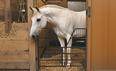 52″W x 42″H Horse Stall 3 Layers Steel Gate for Horse Heavy Duty Horse Gate