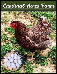 12 + 2 Silver Laced and Blue Laced Red Wyandotte Combo Hatching Eggs