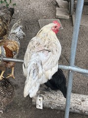 12+6 Fresh Fertile Hatching Eggs, Blue, Green, Mint, Olive, BYM +Cemani +