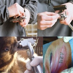 Tattoo 3/8″ 4 Digits Marking Pliers for Livestock Animal Identification (Large)
