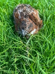 3 Dozen Tennessee Red Bob White Quail Hatching Eggs