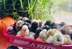 6 Silkie Calico Splash/Calico Paint Project Pen Hatching Eggs NPIP/AI