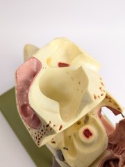 Vtg Somso DS5 Ear Anatomical Model