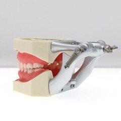 US 28Pcs Dental Typodont Teeth Model fits Kilgore NISSIN 200 Type Teeth Teeth