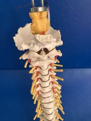 Vintage SOMSO Flexible Human Spine Model with Pelvis – Made in West Germany
