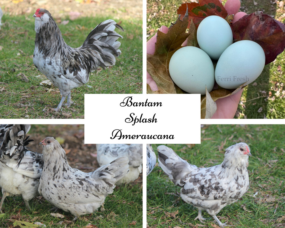 10+ Bantam Splash Ameraucana Fertile Hatching Eggs