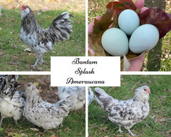 10+ Bantam Splash Ameraucana Fertile Hatching Eggs