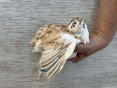 60++ Fertile Jumbo Multi Color Coturnix Quail Hatching Eggs