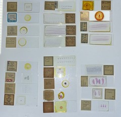 Embryology Microscope Slide Set 25 – aquatic, amphibian, chick, and mammal