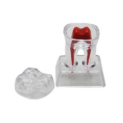 Dentist Dental Crystal Base Hard Plastic Teeth Tooth Molar Model Separable