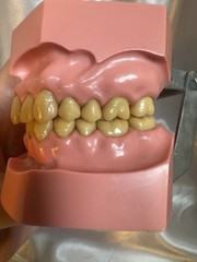 Nissin G.O.F.A. Typodont Natural Study Model D-2501 for Dentistry Lab