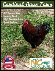 12 + 2 Silver Laced and Blue Laced Red Wyandotte Combo Hatching Eggs