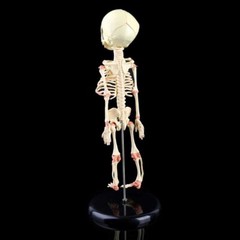 Creepy FETAL HUMAN BABY SKELETON REPLICA w/STAND-Jaw Opens-Halloween Horror Prop