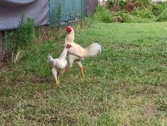 6 super rare pure white Indio gigante hatching eggs. The tallest chicken breed