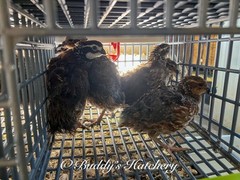 10++Georgia Giant Bobwhite Quail Fertile Hatching Eggs