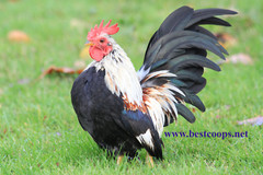 18+ Fertile Show Quality Serama Chicken Hatching Eggs