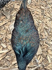 12 Rainbow chicken hatching eggs| Healthy Flock