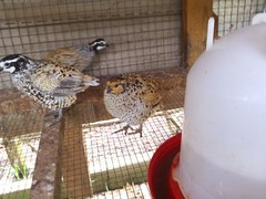 Mexican Speckled Bobwhite Quail Eggs for Sale 20+ Fertility Verified Clean eggs