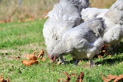 6+ Lavender Brahma Fertile Chicken Hatching Eggs Gentle Large Breed