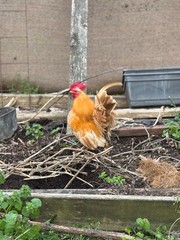6 + small Show Quality Serama chicken Hatching Eggs